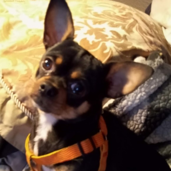 Profile Picture of Cecil Davis (@cecildsales101) on Poshmark