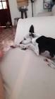 Profile Picture of   Silvana Lopes Lopes... (@silvanalopeslopes8) on Tiktok