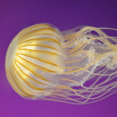 Profile Picture of Michael Burrows (@mikepaulburrows) on Twitter