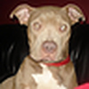 Profile Picture of basham_amanda (@basham_amanda) on Flickr