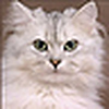 Profile Picture of Stacie Bratton (@tabbyprincess) on Flickr