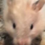 Profile Picture of Nicholas Puccio (@mick_cat45) on Instagram