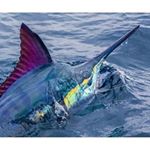 Profile Picture of Michael Menjivar (@michaelmenjivar) on Instagram