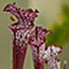 Profile Picture of RaPTiVe Inc. (@R a P T i V e I n c .) on Flickr