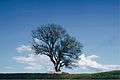 Profile Picture of Tselinny District, Republic of Kalmykiaon Wikipedia