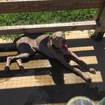 Profile Picture of HARVEY THE WEIM🌻 (@harveyruff) on Instagram