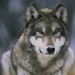 Profile Picture of Paul Wrobel (@wrobel4563) on Instagram