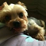 Profile Picture of Lisa Zipser (@sunshine.sweets) on Instagram