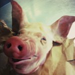 Profile Picture of Joe Melanson (@jom5413) on Instagram