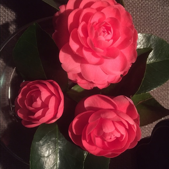 Lara Morgan - Poshmark Profile Picture of Lara Morgan (@sellermorgan) on Poshmark