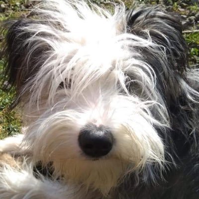 Profile Picture of Paula Stephenson (@Happypuppy21) on Twitter