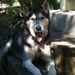Profile Picture of Anne Menefee (@annemenefee) on Pinterest