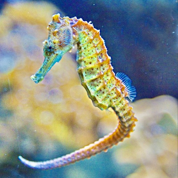 Profile Picture of Morgan Minjares (@lilmsblondie) on Poshmark