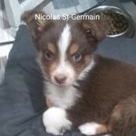 Profile Picture of Nicolas St-Germain (@nicolasstgermai) on Instagram