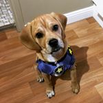 Profile Picture of Toby Cork-Pearce (@tobycorkpearce) on Instagram