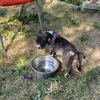 Profile Picture of sergkennel (@pauldupre) on Tiktok
