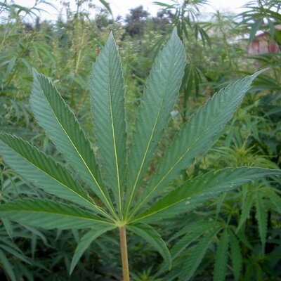 Profile Picture of Mary Jane (@SmokePotNow) on Twitter