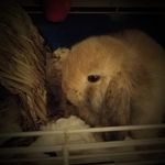 Profile Picture of Sherry Hahn Kleckner (@hahnkleckner) on Instagram