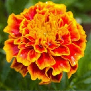 Profile Picture of Amelia Dolan (@AmeliaDolan12) on Twitter