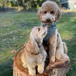 Profile Picture of Crystal Dixon (@sammyssafespot) on Instagram