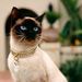 Profile Picture of Revonda Raper (@aprilsweetpea53) on Pinterest