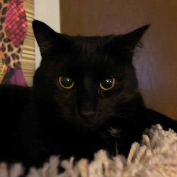 Madison Quinn - Poshmark Profile Picture of Madison Quinn (@cattacoz) on Poshmark