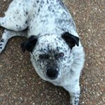 Profile Picture of Laura Wilkinson (@pongowilkinson) on Instagram