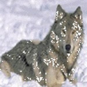 Profile Picture of Sandy Wiley (@swiley46) on Myspace