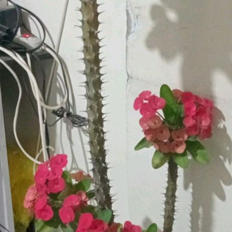 Profile Picture of esperanza (@esperanzaos) on Tiktok