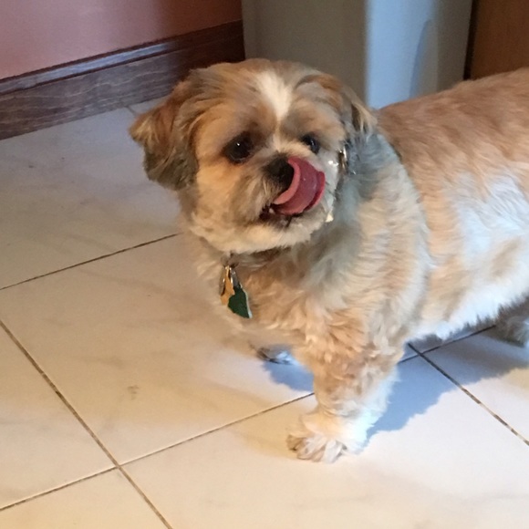 Profile Picture of Lisa Cappelli (@cappy1981) on Poshmark