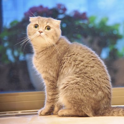 Profile Picture of Nancy Yuan (@yuanningwhu) on Twitter