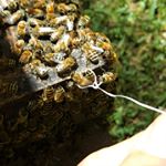 Profile Picture of James Craig (@cassinabeesapiary) on Instagram