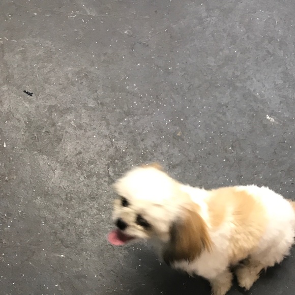 Profile Picture of Edele Jean (@prettyfaf) on Poshmark