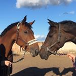Profile Picture of Othello&Comtessa (@othello_comtessa) on Instagram