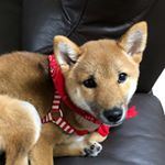 Profile Picture of Hime_Sandy (@hime_theprincess) on Instagram