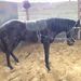 Profile Picture of Ian Bowles (@gallop3) on Pinterest