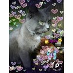 Profile Picture of 🐱ЛИЗОЧКА🐱 (@_lisa_cat_onelove_) on Instagram