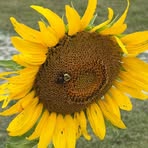 Profile Picture of Rhonda Rae Cella (@rhonda.rae.cella) on Facebook