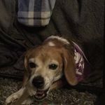 Profile Picture of Molly Mae Marcotte (@molly_da_beagle) on Instagram