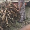 Profile Picture of Stella Maynard (@@stellam_j7) on Tiktok