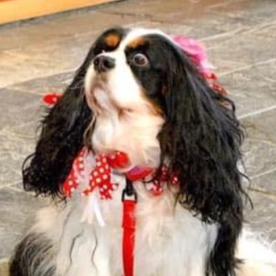 Profile Picture of Lucia Therapy Dog  🌈 #Remembering Lola (@PaulaStacey72) on Twitter