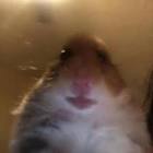 Profile Picture of   colinmahoney... (@colin.mahoney) on Tiktok