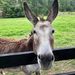 Profile Picture of Julie Herbert (@jubilee57) on Pinterest