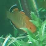 Profile Picture of Danny Orton (@danorton_paludarium_and_amphib) on Instagram