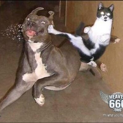 Profile Picture of Troy Henshaw (@6Fishslayer) on Twitter