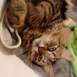 Profile Picture of monica wilkinson (@catafitina) on Instagram