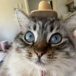 Profile Picture of Elle Craig (@elleacraig) on Instagram
