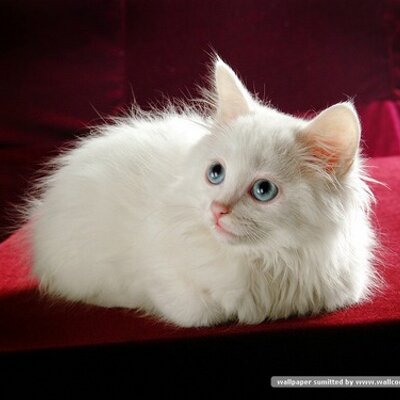 Profile Picture of Hanaa Ahmed (@hanaaahmed5) on Twitter