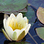 Profile Picture of Jyoti Patel (@jyoti's pics) on Flickr