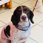 Profile Picture of Bob The Springer (@jersey_springer_bob) on Instagram
